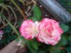 new rose pics 002.jpg