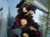 new rose pics 004.jpg