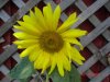 lots of plants 002.jpg