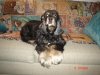 Josey  March 2009 006.jpg