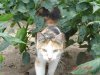 in the jungle 008.jpg