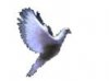 flying-dove.jpg