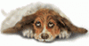 dogs4.gif