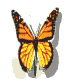 butterfly.gif