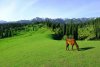 ili-grassland1.jpg