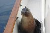 seal.jpg
