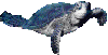 Sea_turtle_2.gif