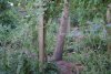 woodg.jpg