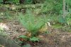 fern3.jpg
