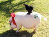 03-piggy-back-ride-b.jpg