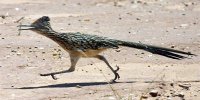 roadrunner-running-1.jpg