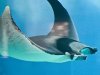 240px-Atlantic_mobula_lisbon.jpg