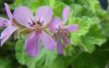 atomic-snowflake-scented-pelargonium-flower.jpg