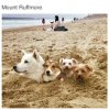 nextfourpresidents.jpg