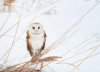 barnowl2.jpg