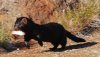 Mink_with_catch.jpg
