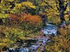 fallNH.jpg