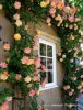 6662bf2609003757eaec975d96cef46b--coat-of-many-colors-heirloom-roses.jpg