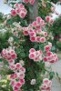 8b2833de1a5e911f0204bc47af048456--roses-roses-pink-roses.jpg