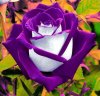 396f0ad4ce00e0ccf1ffead17da426c1--purple-things-purple-stuff.jpg