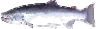 chromeswimmer3.gif