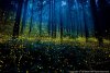 2016-summer-firefly-selects-spoon-and-tamago-1.jpg