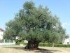 kastel-stafilic-old-olive.jpg