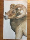 Sml Bighorn.JPG