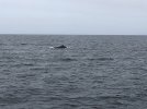 Monterey Whale Watching .jpg