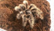 B_albopilosa_REAL5.jpg
