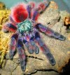 Caribena-versicolor-Antilles-Pinktoe-Tarantula.jpg