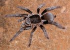 Hysterocrates-Gigas.jpg