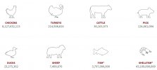 Killed Animals.JPG
