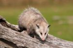 possum.jpg