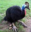 Australian Southern Cassowary.jpg