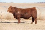 bull.jpg