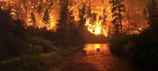 forest_fire-1140x512.jpg