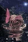 1669772729443.gif