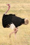 ostrich.jpeg