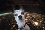 1BE644BD-46FF-4A36-A327-3D48EBEDC955.gif