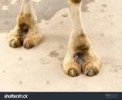 camel.jpg