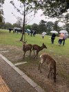 Deers Gathering 2.jpg