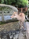 Deers Gathering 3.jpg