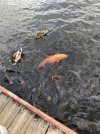 Fish Gathering 1.jpg