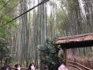 Nara Park Osaka 4.jpg
