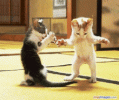 1684606298873.gif