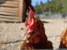 1684623950100.gif