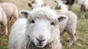 15-sheep-breeds-for-wool.jpg