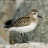 sandpiper