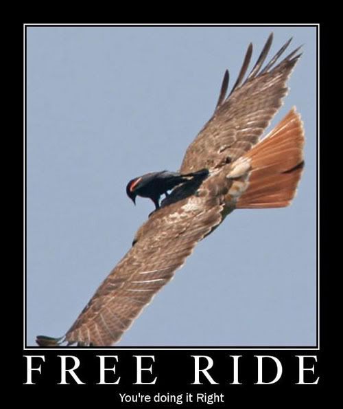 freeride.jpg